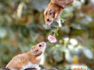 �ِۣ�ԭ�����@ôՄ��