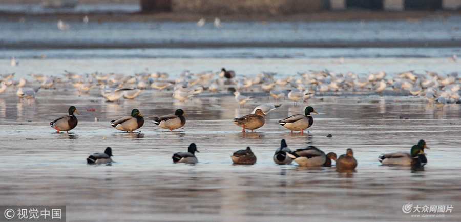 2017��12��25�գ�����Ұ�����t��ˮ�B�����u�z�ݞ������뺣��Ғʳ��