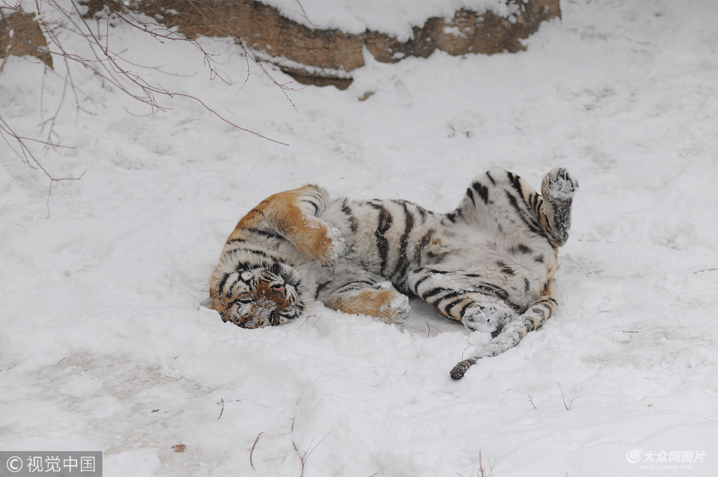 2018��2��5�գ�ɽ�|ʡ���_(t��i)��ӭ���������׈���ѩ����(d��ng)��@�|�����@��5ֻ�|������ѩ�����ґ���[������ѩȤ��