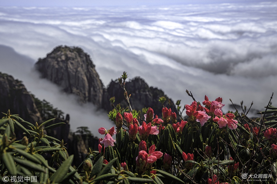 4��24�գ������Sɽ�L���^������V�����F�ˉ������ƺ����^���c���^���ɡ���ʯ���Լ��Sɽ��һ֦�������Sɽ���N��ӳ���@׌ǰ���Sɽ�^�����[�ĳ�ǧ���f���������οʹ���۸����M���I���������^��