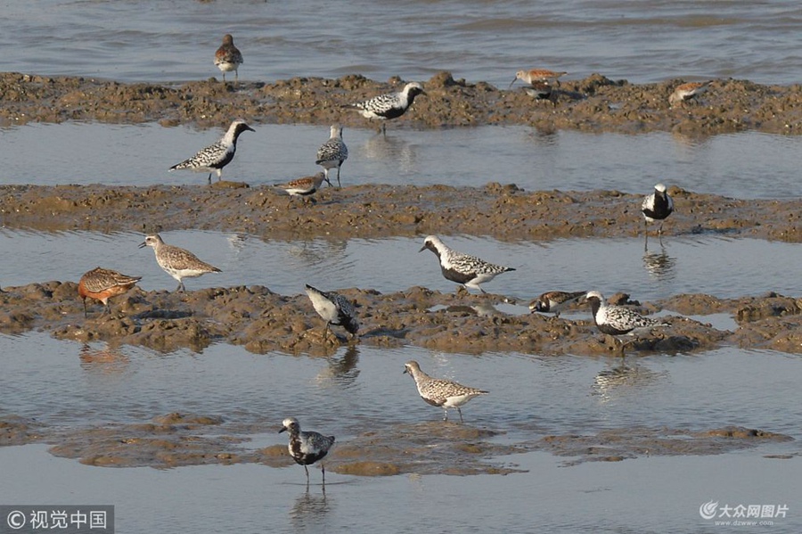 2018��5��8�գ������u�غ���Ϳ�ϣ����������ڳ��L�_�����h(hu��n)�i�a��ˮ�B�_ʼ�M(j��n)�뷱ֳ������Ȥ�����������B��������ˮ�й�����ɳ���ϣ������S��֦��ؐ��䁾ͣ��c�����ڞ�һ�w���ڭh(hu��n)�����y�Ա��씳�l(f��)�F(xi��n)��