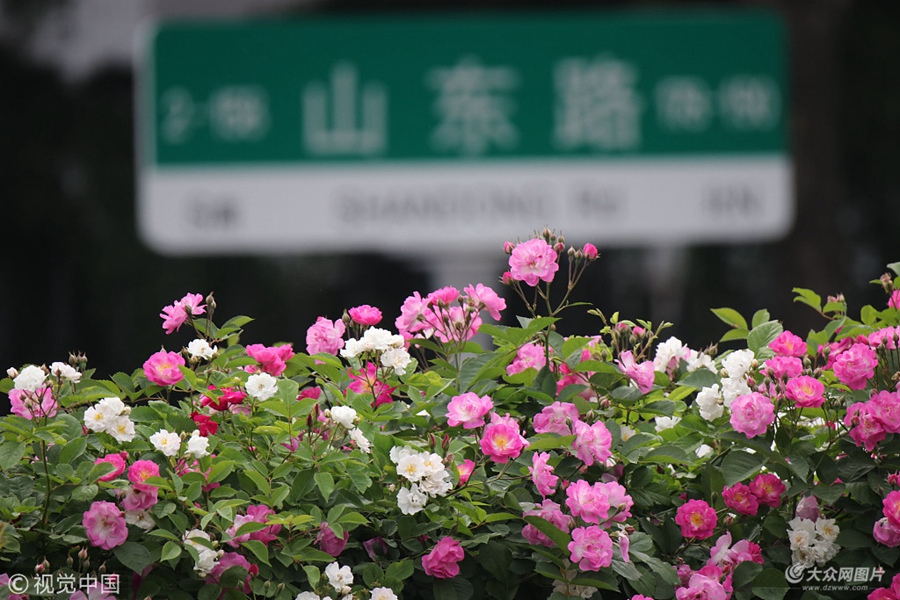 2018��5��15�������u��ɽ�|·�Nޱŭ���������������u�Ǵ��С������_�����Nޱ������ŭ�ţ�����������n���u������������