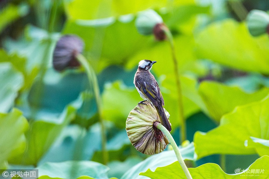 2018��8��12�գ�ɽ�|ʡ�H�������кɻ������@�����Ⱥɻ����x��ɏ���c���~���ɫ��u׃��׃�S���B�������ѵȡ����`��վ��֦�^���·��ڑّٲ������պ����ķ��ݣ������һ�����Ց�����