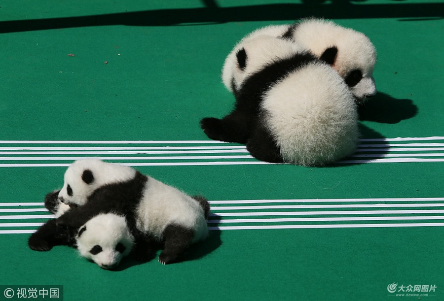 2018��9��28�գ��ڳɶ���؈���������a����ӈ���5ֻ�ɐ۵Ĵ���؈����Ҳ����ʾ�����@��ˇ�g��Ϣ���صġ��������ݡ�Ҳ�R��푡��ɶ��̈� ���t��/ҕ�X�Ї�