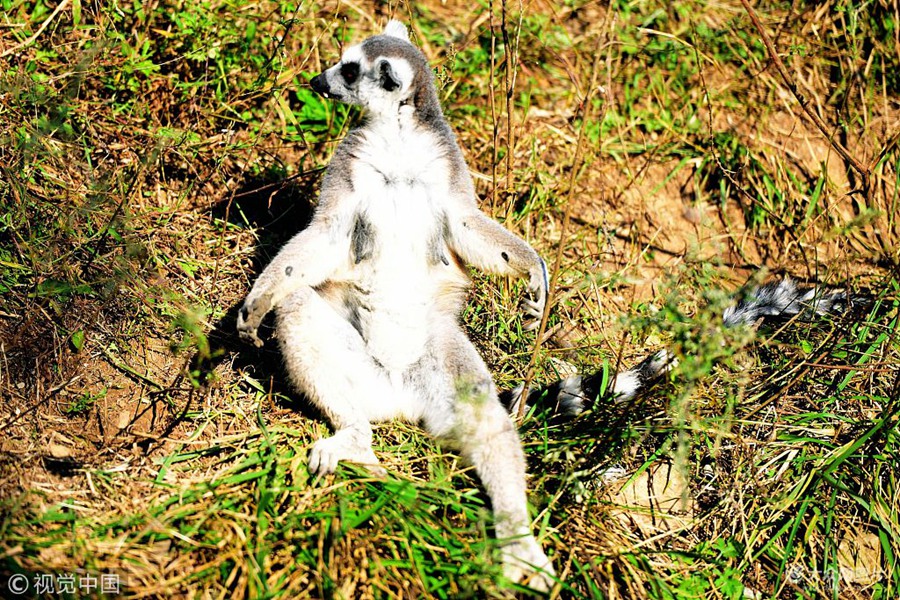 2018��10��11�գ�ɽ�|���u��ɭ��Ұ����������ĭhβ�����е��ڲݵ��ϴ�����̫ꖣ��е���̫��´��[�ґ�