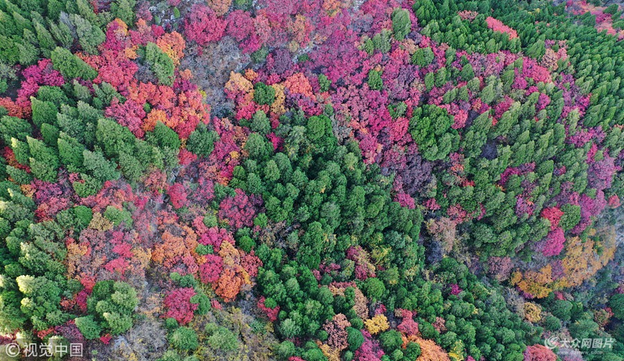 2018��10��26�գ�����r�����ڝ����������^ɽ�����ͬƷ�N�Ć�ľ��ľ�����xӳ���ʬF����_���İߔ�ɫ�ʣ��������ա�