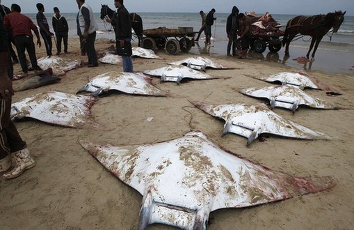 ����ħ���~���w�R�\��ɳ���� ԭ�����д�̽��