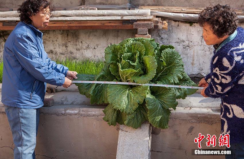 8����Ѯ����С�^�����ڲ˳���N��һЩ�ײ���һ���º���һ�w�ײˏĲ˳ص�ˮ��p��D�˳�����������@�w�ײ�Խ�LԽ���~��ֱ���ѽ����^��һ����  (3).jpg