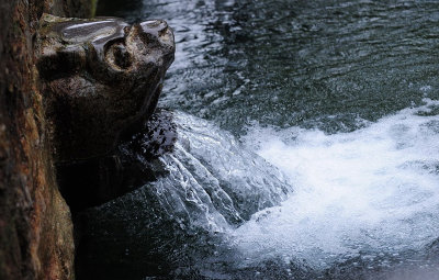 濟(jì)南暴雨 濟(jì)眾泉擺脫紅色預(yù)警活力復(fù)蘇