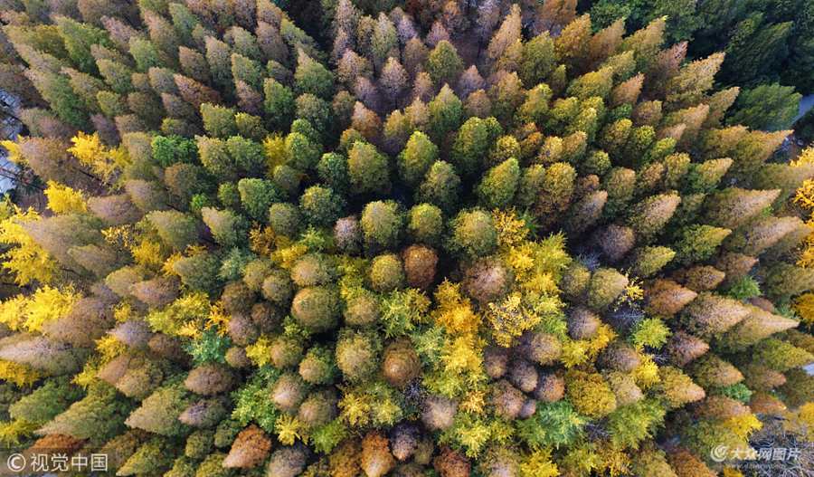 2017��11��14�գ����ĝ�(j��)��Ȫ�ǹ��@���^(q��)����һ�ӵ�ҕ�Ǹ��ȫ��������_����ֲ����ͬͯԒ�������(m��ng)��һ����