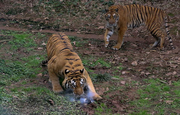 �fԪ�o�˙C�����ϻ� ��һ�Ɠ���ð�⟟